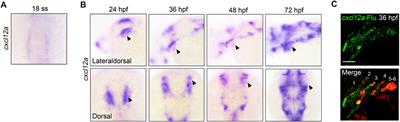 cxcl12a plays an essential role in pharyngeal cartilage development